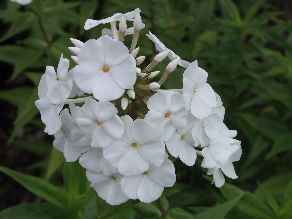 Phlox paniculata Fujiama 02.jpg